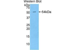 Western Blotting (WB) image for anti-Bone Morphogenetic Protein 1 (BMP1) (AA 610-843) antibody (ABIN3208170) (BMP1 antibody  (AA 610-843))