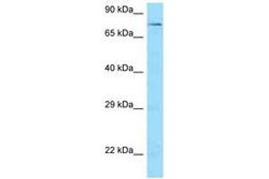 Image no. 1 for anti-Suppressor of Cancer Cell Invasion (SCAI) (AA 341-390) antibody (ABIN6748397) (SCAI antibody  (AA 341-390))