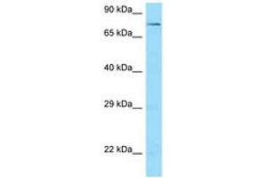 SCAI antibody  (AA 341-390)