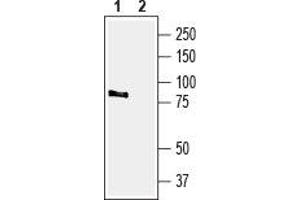 Western blot analysis of rat brain membranes:1.
