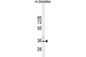 TGIF1 Antibody (Center L223) western blot analysis in mouse bladder tissue lysates (35 µg/lane). (TGIF1 antibody  (Middle Region))