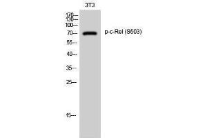 Western Blotting (WB) image for anti-REL proto-oncogene (c-Rel) (pSer503) antibody (ABIN3173354) (c-Rel antibody  (pSer503))
