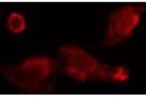 ABIN6275750 staining  Hela cells by IF/ICC. (BRE antibody  (C-Term))