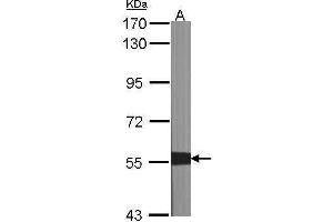 WB Image Sample (30 ug of whole cell lysate) A:NIH-3T3 7. (XIAP antibody  (C-Term))