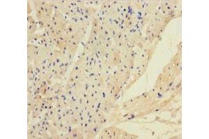Immunohistochemistry of paraffin-embedded human heart tissue using ABIN7144104 at dilution of 1:100 (ANGPTL2 antibody  (AA 23-493))