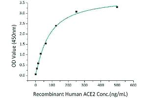 Immobilized Recombinant 2019-nCoV RBD-mFc at 2 μg/mL (100 μL/well) can bind Recombinant Human ACE2 with a linear range of 8-80 ng/mL. (SARS-CoV-2 Spike S1 Protein (RBD) (mFc Tag))