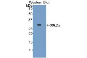Western Blotting (WB) image for anti-Fibrinogen alpha Chain (FGA) (AA 34-255) antibody (ABIN1858850)