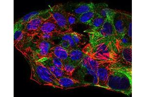 Immunofluorescence analysis of HepG2 cells using SYCP3 mouse mAb (green). (SYCP3 antibody  (AA 27-128))