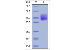 Human B7-H6, His Tag on  under reducing (R) condition. (B7-H6 Protein (AA 25-262) (His tag))