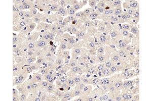 Immunohistochemistry analysis of paraffin-embedded mouse liver using LEP Polyclonal Antibody at dilution of 1:100. (Leptin antibody)