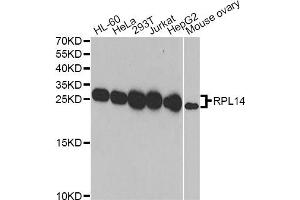 Western blot analysis of extracts of various cell lines, using RPL14 antibody (ABIN2559761) at 1:1000 dilution. (RPL14 antibody)