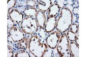 Immunohistochemical staining of paraffin-embedded Kidney tissue using anti-LIPG mouse monoclonal antibody.