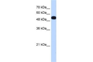 WB Suggested Anti-UGP2 Antibody Titration:  0. (UGP2 antibody  (N-Term))