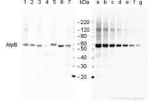 2 µg of total protein extracted with PEB from  leaf tissue of (1) Arabidopsis thaliana, (2) Spinacia oleracea, (3) Lycopersicon esculentum, (4) Glycine max, (5) Populus sp. (ATP1B1 antibody  (Subunit beta))