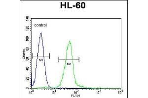GGH Antibody (N-term) (ABIN655183 and ABIN2844798) flow cytometric analysis of HL-60 cells (right histogram) compared to a negative control cell (left histogram).