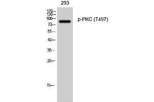 Western Blotting (WB) image for anti-Protein Kinase C (pan) (PKC pan) (pThr497) antibody (ABIN3182126) (PKC antibody  (pThr497))