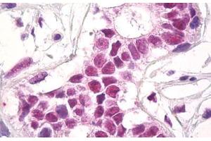 Image no. 1 for anti-REST Corepressor 1 (RCOR1) (AA 109-293) antibody (ABIN1490833) (CoREST antibody  (AA 109-293))