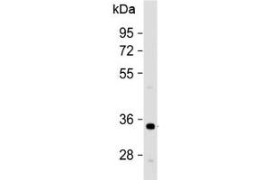 Western blot testing of human HeLa cell lysate with OR1B1 antibody at 1:500. (OR1B1 antibody  (AA 149-183))