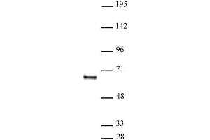 HDAC1 antibody (mAb) (Clone 10E2) tested by Western blot. (HDAC1 antibody  (AA 467-482))