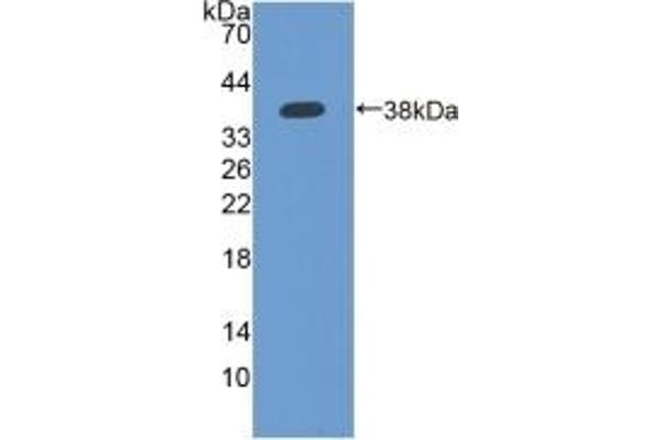 IFI35 Antikörper  (AA 2-286)