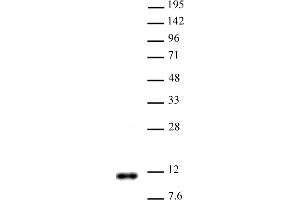 Histone H4R3me2a (asymmetric) antibody (pAb)tested by Western blot. (Histone H4 antibody  (2meArg3 (asymetric)))