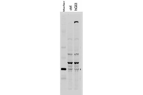 GLI3 antibody  (AA 30-60)