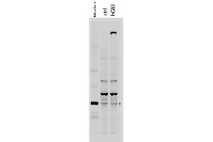 Western Blot of Rabbit anti-Gli-3 antibody. (GLI3 antibody  (AA 41-57))