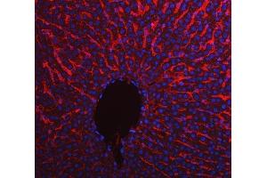 IF analysis of Apolipoprotein E/APOE using anti-Apolipoprotein E/APOE antibody (ABIN4886470).