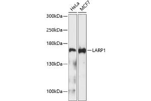 Western blot analysis of extracts of various cell lines, using L Antibody (ABIN1680662, ABIN3019027, ABIN3019029 and ABIN6220676) at 1:1000 dilution. (LARP1 antibody)