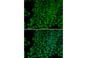 Immunofluorescence (IF) image for anti-Polymerase (RNA) I Polypeptide C, 30kDa (POLR1C) (AA 1-200) antibody (ABIN3020841) (POLR1C antibody  (AA 1-200))