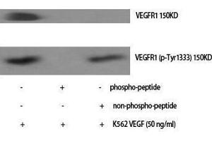 Western Blotting (WB) image for anti-Fms-Related tyrosine Kinase 1 (VEGFR1) (FLT1) (pTyr1333) antibody (ABIN3182563) (FLT1 antibody  (pTyr1333))