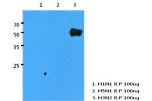 Image no. 1 for anti-Influenza A Virus H3N2 antibody (Influenza A Virus H2N2) (AA 17-345) (ABIN1107473) (Influenza A Virus H3N2 antibody  (AA 17-345))