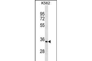 PRTN3 Antibody (C-term) (ABIN1881695 and ABIN2838793) western blot analysis in K562 cell line lysates (35 μg/lane). (PRTN3 antibody  (C-Term))