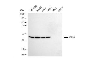 Western blotting analysis using ETS1 antibody (ABIN7800795).