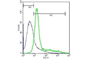 A549 cells probed with Rabbit Anti-Integrin alpha V/CD51 Polyclonal Antibody, FITC Conjugated . (CD51 antibody  (AA 51-150))