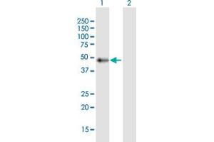 Western Blot analysis of C9orf72 expression in transfected 293T cell line by C9orf72 MaxPab polyclonal antibody. (C9ORF72 antibody  (AA 1-481))