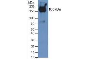 Figure. (PZP antibody  (AA 1224-1495))