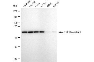 anti-Tumor Necrosis Factor Receptor Superfamily, Member 1B (TNFRSF1B) antibody