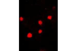 Immunofluorescent analysis of Histone H2A. (H2AFX antibody  (C-Term))