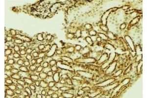 ABIN6276751 at 1/100 staining Mouse kidney tissue by IHC-P. (ETS1 antibody  (Internal Region))