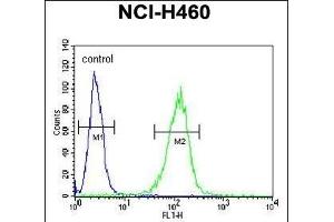 COQ9 Antibody (Center) (ABIN651084 and ABIN2840064) flow cytometric analysis of NCI- cells (right histogram) compared to a negative control cell (left histogram). (COQ9 antibody  (AA 156-184))