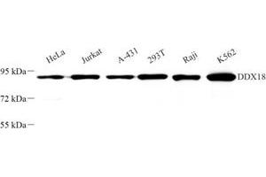 Western blot analysis of DDX18 (ABIN7073695) at dilution of 1: 500 (DDX18 antibody)