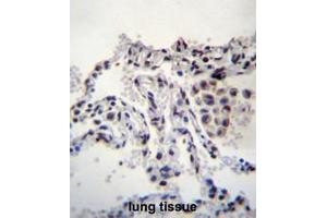 MEIG1 Antibody (Center) immunohistochemistry analysis in formalin fixed and paraffin embedded human lung tissue followed by peroxidase conjugation of the secondary antibody and DAB staining. (MEIG1 antibody  (Middle Region))