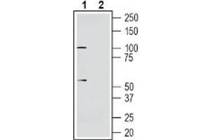 Western blot analysis of human  neuroblastoma cell line lysate:1. (Solute Carrier Family 30, Member 10 (SLC30A10) Peptide)