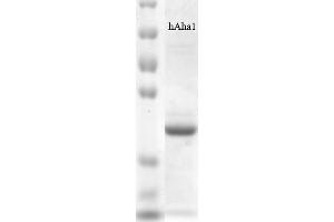 Activator of HSP90 ATPase Activity 1 (AHSA1) protein (His tag)