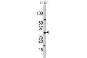 Image no. 1 for anti-Cell Division Cycle Associated 8 (CDCA8) (Center) antibody (ABIN356941) (CDCA8 antibody  (Center))
