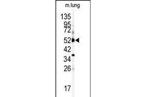 Western blot analysis of anti-CYP1A1 Antibody (Center) (ABIN392527 and ABIN2842082) in mouse lung tissue lysates (35 μg/lane). (CYP1A1 antibody  (AA 252-280))