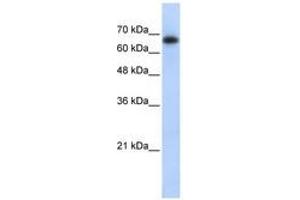 Image no. 1 for anti-Zinc Finger and SCAN Domain Containing 12 (ZSCAN12) (AA 151-200) antibody (ABIN6740349) (ZSCAN12 antibody  (AA 151-200))