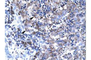 Image no. 3 for anti-T-Box 19 (TBX19) (N-Term) antibody (ABIN202548) (T-Box 19 antibody  (N-Term))