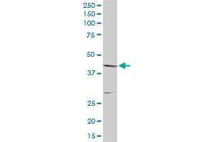 CNP MaxPab rabbit polyclonal antibody. (Cnpase antibody  (AA 1-421))